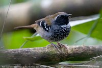 Squamate Antbird - Myrmeciza squamosa