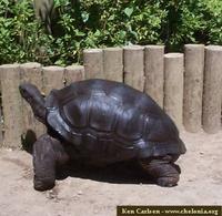 Aldabra Tortoise, Geochelone gigantea