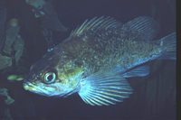 : Sebastes auriculatus; Brown Rockfish