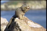 : Citellus beecheyi; Ground Squirrel
