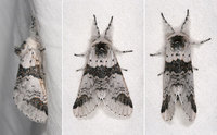 : Furcula scolopendrina; Zigzag Furcula Moth