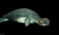 : Podocnemis expansa; Giant South American River Turtle