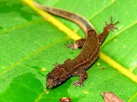 : Pseudogonatodes guianensis