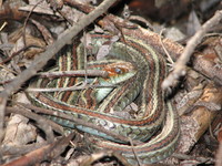 : Thamnophis sirtalis tetrataenia; San Francisco Garter Snake