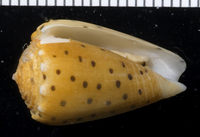 : Conus pulicarius
