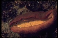 : Cryptochiton sp.; Sea Cradle