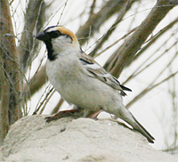 Saxaul Sparrow