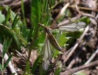 Tipula oleracea - Crane Fly