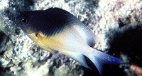 Stegastes partitus, Bicolor damselfish: aquarium
