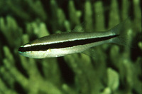 Cheilodipterus parazonatus, :