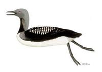 Image of: Gavia pacifica (Pacific loon;diver)