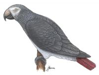 Image of: Psittacus erithacus (grey parrot)