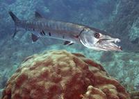 Image of: Sphyraena barracuda (great barracuda)