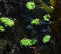 Image of: Actiniaria (anemones and sea anemones), Asteroidea (sea stars and starfishes)