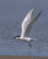 Gull-billed Tern (Sterna nilotica) photo