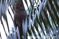 Spotted Wood-Owl - Strix seloputo