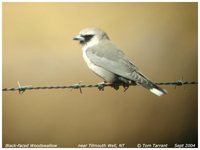 Black-faced Woodswallow - Artamus cinereus