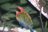 Rufous Motmot. Photo by Barry Ulman. All rights reserved