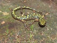 : Aneides aeneus; Green Salamander