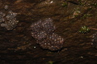 : Cochranella albomaculata