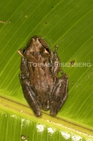 : Scinax elaeochrous; Olive Tree Frog