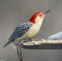 : Melanerpes carolinus; Red-bellied Woodpecker