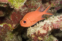 : Myripristis vittata; Whitetip Soldierfish