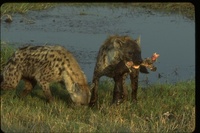 : Crocuta crocuta; Hyena
