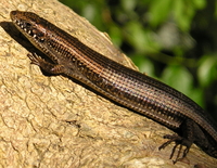 : Tetradactylus seps; Short-legged Seps