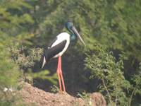 ...Black-necked Stork (Ephippiorhynchus asiaticus) 2004. december 28. Bharatpur, Keoladeo Ghana Nat