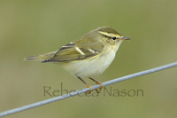 Yellow-browed warbler Photograph by Rebecca Nason