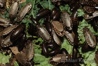 Nauphoeta cinerea - Cinereous Cockroach