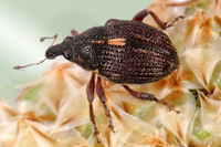 Rhinoncus pericarpius
