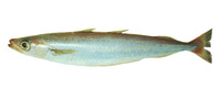 Micromesistius australis, Southern blue whiting: fisheries