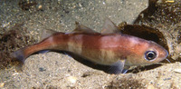 Trisopterus minutus, Poor cod: fisheries