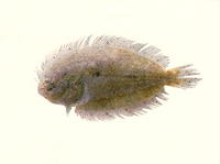 Pseudorhombus javanicus, Javan flounder: fisheries