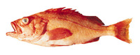 Sebastes reedi, Yellowmouth rockfish: fisheries