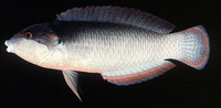 Anampses neoguinaicus, New Guinea wrasse: fisheries, aquarium