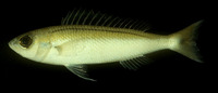 Pentapodus nagasakiensis, Japanese whiptail: fisheries