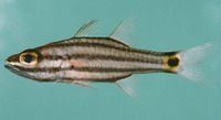 Cheilodipterus pygmaios, :