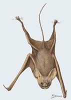 Image of: Rhinopoma hardwickii (lesser mouse-tailed bat)