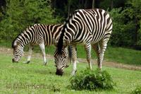 Equus quagga chapmanni - Chapmann's Zebra