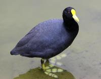 Image of: Fulica leucoptera (white-winged coot)