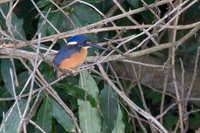 Azure Kingfisher - Alcedo azurea