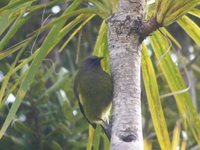 New Zealand Bellbird - Anthornis melanura