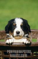 Bernese Mountain Dog pup stock photo