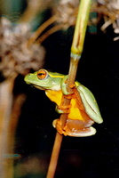 : Hyperolius semidiscus; Yellow-striped Reed Frog