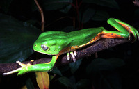 : Phyllomedusa tetraploidea; Monkey Frog
