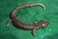: Pseudoeurycea smithi