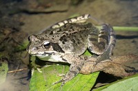 : Rana dybowskii; Dybovsky's Frog